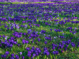 Fototapeta premium Spring flowers in park