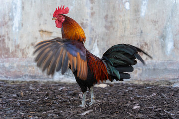 beautiful rooster out in the streets 