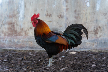 beautiful rooster out in the streets 