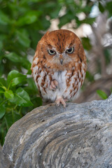 bird of pray by itself