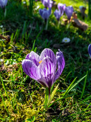 Spring flowers in park