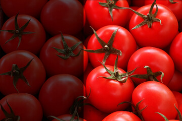 Freshly picked tomatoes from the vine. Red tomato background. Tomato photo designed for banner. selective focus