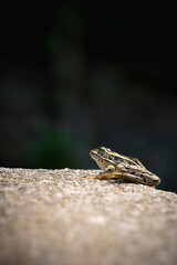 from sitting on a log