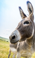 picture of a equestrian head