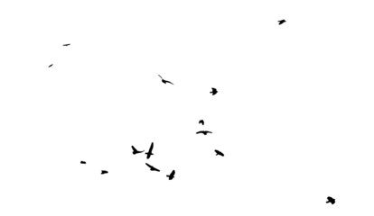A flock of flying birds. Free birds. Vector illustration