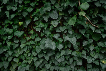 Ivy wall texture. Decorative natural natural background of evergreens. The concept of ecology, nature protection, Earth Day. Oxygen release, green plants leaf structure. Layout for eco banner design