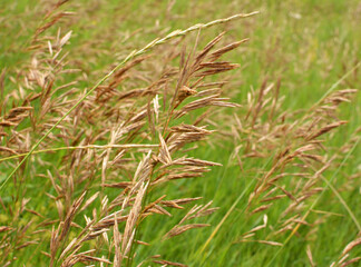 Cereal grass bromus grows in nature