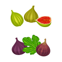 Fresh ripe fig fruit set. Green and purple delicious tropical fruit vector illustration