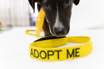 adopt a pet animals and scene