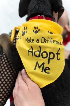 adopt a pet animals and scene