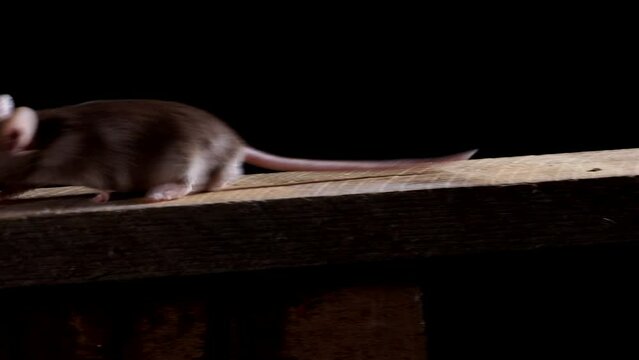braune maus vor schwarzem hintergrund l&auml;uft auf einem holzbrett, mehrere dynamische szenen
