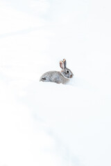 gray rabbit in white snow