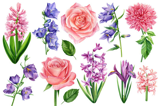 Bluebells, roses, iris, hyacinth and dahlia flowers set. Watercolor hand drawn painting
