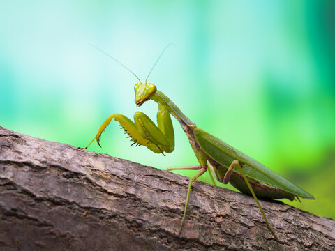 A close up view of a praying mantis (Mantodea) on a wood table in the spring. 