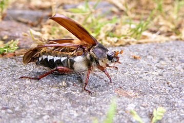 Verletzter aufgeblähter großer Maikäfer im Garten. Fliegendes Insekt mit offenen Flügeln. Käfer im Begriff zu fliegen. Flugstart im Freien. Auf geht's. Abgerissene Flügel. Imposanter Juni Käfer. Bug.