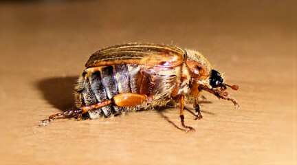 Brauner Junikäfer auf Holztisch. Dicker wanztiger Krabbelkäfer indoors. Majestätischer Käfer. Maikäfer oder auch european june bug beetle indoors. It's not a feature, it's a bug.