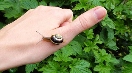 Kleine Mini Schnecke auf menschlicher Hand mit Daumen hoch Symbolik. Thumbs up for small snails in...