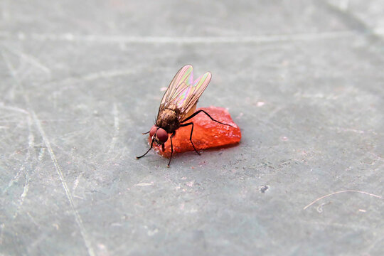 Makro-Nahaufnahme einer gefr&auml;&szlig;igen Fliege auf einem kleinen St&uuml;ck roter Wassermelone. Lecker Wassermelone lutschen. Close up of a fly sitting on a juicy red water melon.