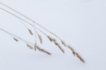 Spikes covered with ice