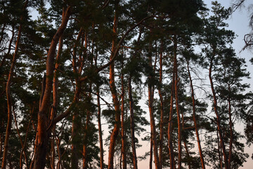 Many pines against by blue sky