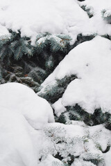 Christmas tree sprinkled with snow. Pine covered by snow