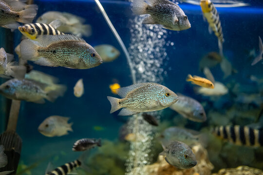 tropical fish akara turquoise swims in the aquarium
