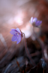 Kwiaty wiosenne. Leśne przylaszczki. Hepatica nobilis. Fioletowe kwiaty leśnych przylaszczek w promieniach wschodzącego słońca.	