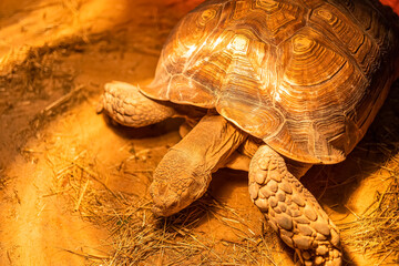 a large turtle is in its terrarium under infrared light lamps