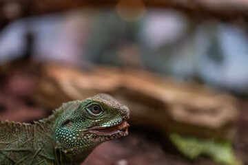 Naklejka premium macro photography of large green lizards that are in their terrarium