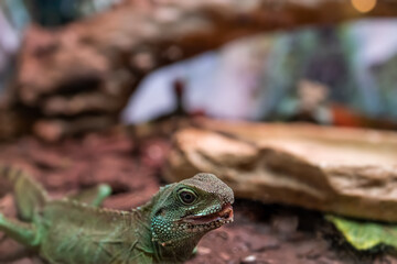 macro photography of large green lizards that are in their terrarium