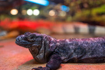 a large black lizard is in its terrarium under the rays of a lamp