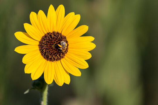 Close-up of sunflower with natural blurred background and a bee with pollen on the blossom.