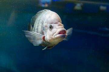real gourami fish swim in a transparent aquarium
