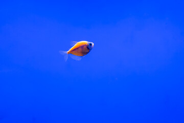 exotic ternetii fish swim in their aquarium