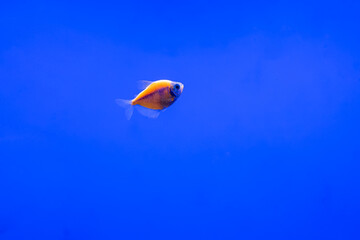 Naklejka premium exotic ternetii fish swim in their aquarium