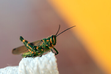 macro photography of a grasshopper - obrazy, fototapety, plakaty