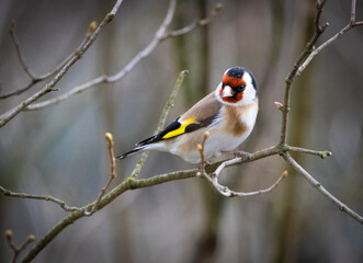 little bird on branch