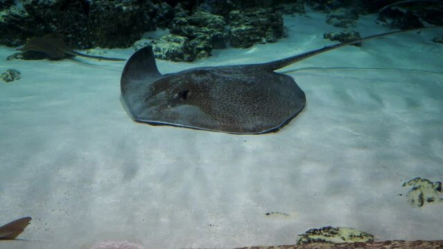 Aquarium scuds, flat fish with an octopus tail. Beautiful aquarium fish. High quality 4k footage