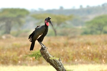 Ein Sudan-Hornrabe (Bucorvus abyssinicus) auf einem Aststumpf, Äthiopien.