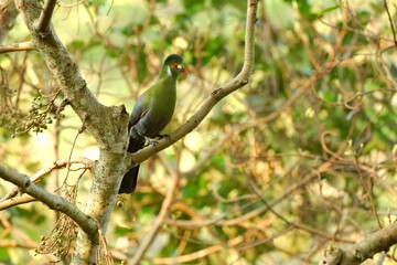 Ein Weißohrturako (Tauraco leucotis) in Äthiopien.