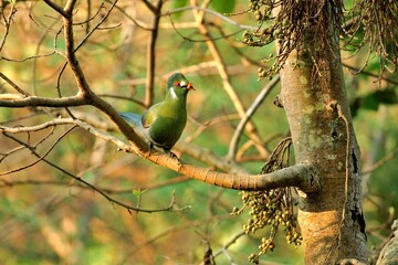 Ein Weißohrturako (Tauraco leucotis) in Äthiopien.