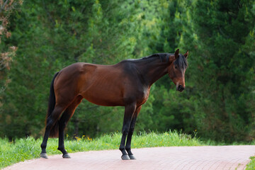 Chestnut horse with a long mane stands on natural summer background, profile side view, exterior	