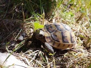 turtle on the grass