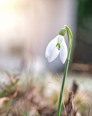 One single isolated Galanthus nivalis, the snowdrop or common snowdrop in the beginning of spring. Small white flower of spring.