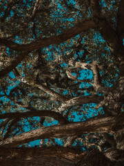 cielo azul a través de las ramas de un roble 