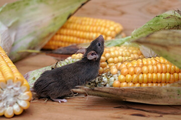 eine braune maus (mus musculus) in einer vorratskammer zwischen maiskolben