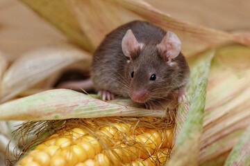 eine braune maus (mus musculus) in einer vorratskammer zwischen maiskolben
