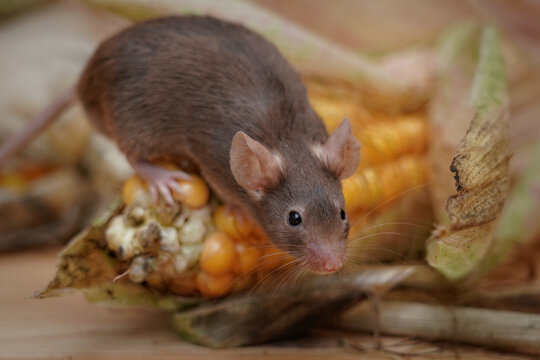 eine braune maus (mus musculus) in einer vorratskammer zwischen maiskolben