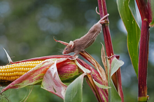 eine braune maus klettert auf einer Maispflanze, mus musculus