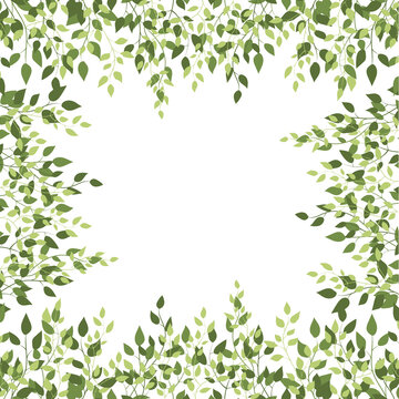 Birch green foliage square frame. Spring branch card. Text board with leaf border background. Natural botanical backdrop of tree leaves on a white background